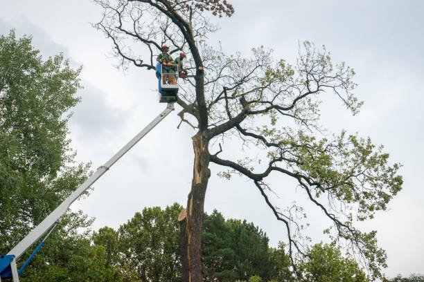 Reliable St John, IN Tree Removal Solutions