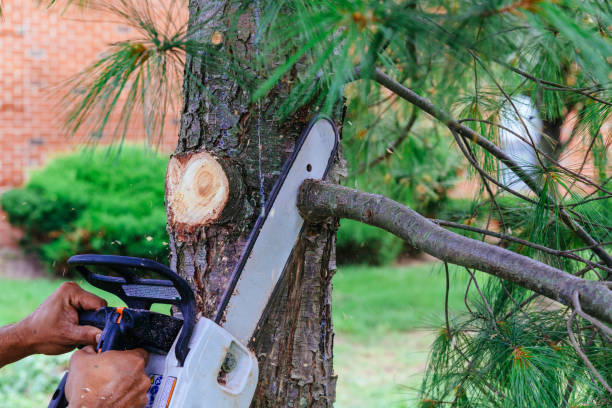 How Our Tree Care Process Works  in  St John, IN